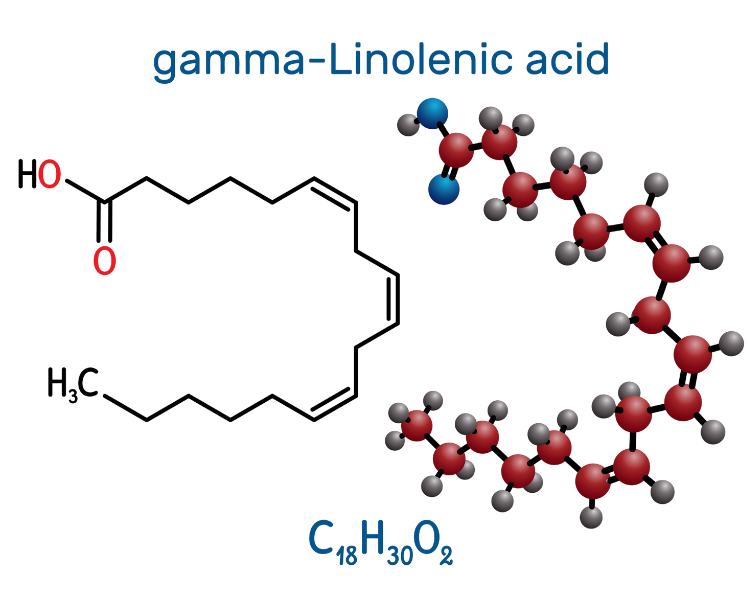  acide gamma-linolénique